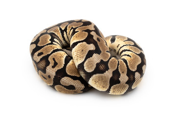 Ball Python Snake Reptile isolated white background