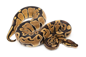 Ball Python Snake Reptile isolated white background