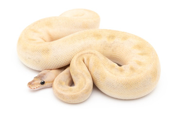 Ball Python Snake Reptile isolated white background