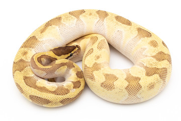 Ball Python Snake Reptile isolated white background