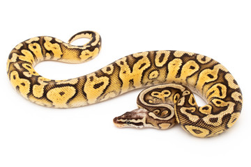 Ball Python Snake Reptile isolated white background