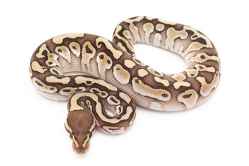 Ball Python Snake Reptile isolated white background