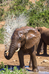 Elephant spraying water