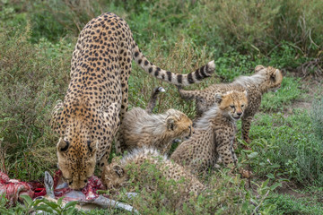 A mother Cheetah and her cubs feasting on an impala kill in Africa. 