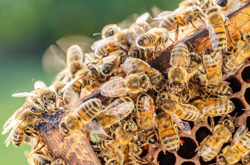 honey bees on honeycomb in apiary in summertime 
