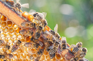 Fototapeta honey bees on honeycomb in apiary in summertime  obraz