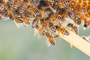 honey bees on honeycomb in apiary in summertime 