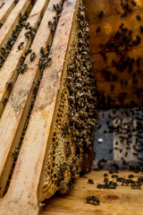 Bienen im Bienenkasten