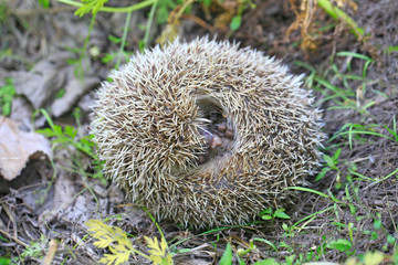 A hedgehog is playing outside