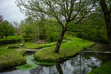 Tree and Stream