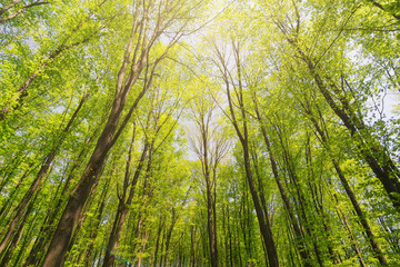Looking up sunlight beautiful forest. Trees with green Leaves. Bottom view.