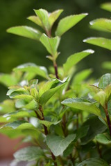 Zitronenminze (Mentha gentilis)