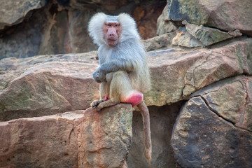 male of hamadrya baboon standing on the rocks