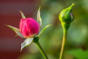 Nahaufnahme einer kleinen Rosenblüte und einer Rosenknospe im Abendlicht vor unscharfem Hintergrund