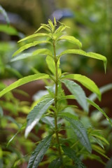 Zitronenverbene (Aloysia citrodora)