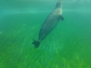 Naklejka premium Phoque