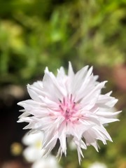 flower with drops of water