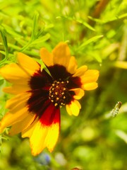 bee on yellow flower