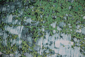 Green grunge paint weathered vintage grunge background texture