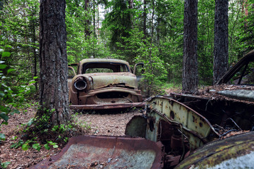 Alte Autos verrosten im Wald