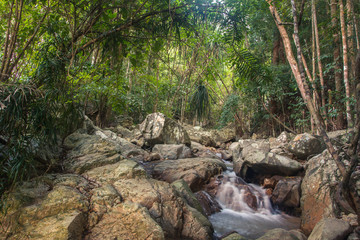 Naklejka na ściany i meble Forest. Jungle tropic rainforest with creek photography. Scenic nature background, Asia, Thailand