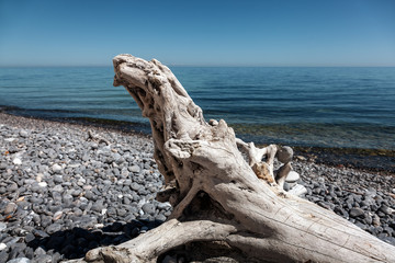 Fototapeta premium Treibholz an der Kreideküste der Ostsee