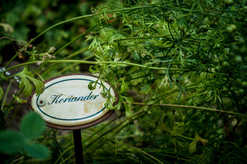 Frische Kräuter im Kräutergarten