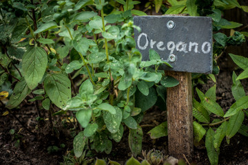 Frische Kräuter im Kräutergarten