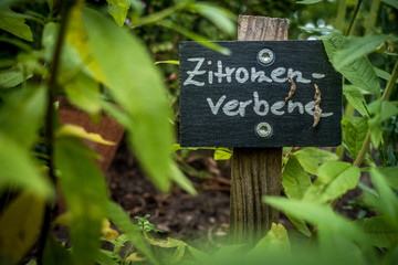Frische Kräuter im Kräutergarten
