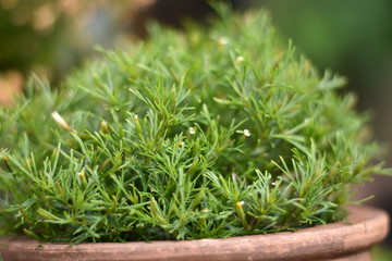 Lakritz Tagetes (Tagetes filifolia)