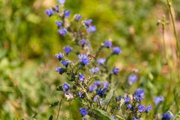 flowering wild plants in nature