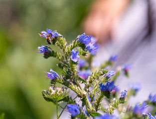 flowering wild plants in nature