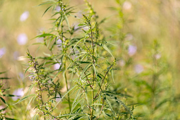 Green background of leaves. In door grow hemp. Cannabis at the beginning of flowering. Young cannabis plant. Northern light strain. Legal Marijuana cultivation in the home. Medicinal indica with CBD