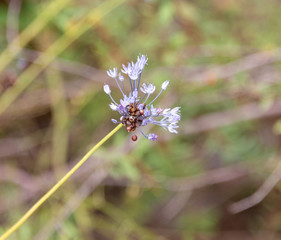 flowering wild plants in nature