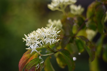 Hartriegel mit Blüten und Blütenknospen (Cornus)