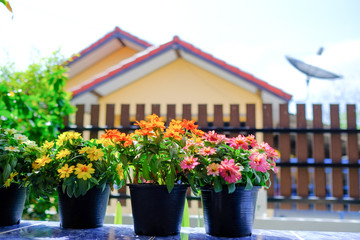 Fototapeta na wymiar colorful flowers in flower pots