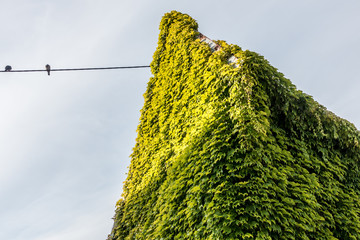 Wilder Wein rankt Hauswand empor