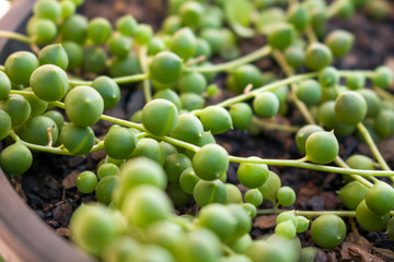 Gatos, Pães, Plantas, Colar de Pérolas, Colar de Perolas