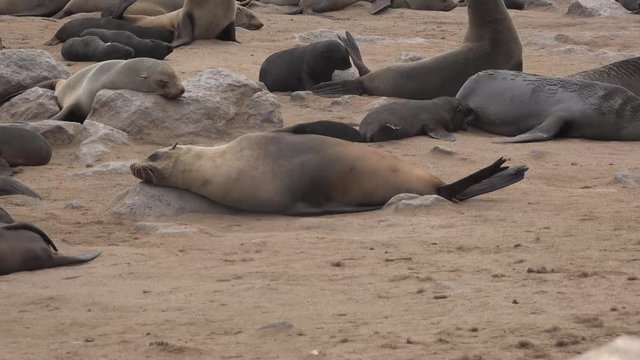 A colony of sea lions on the Atlantic coast of Africa in Namibia.