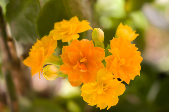 Gatos, P&atilde;es, Plantas, Colar de P&eacute;rolas, Colar de Perolas