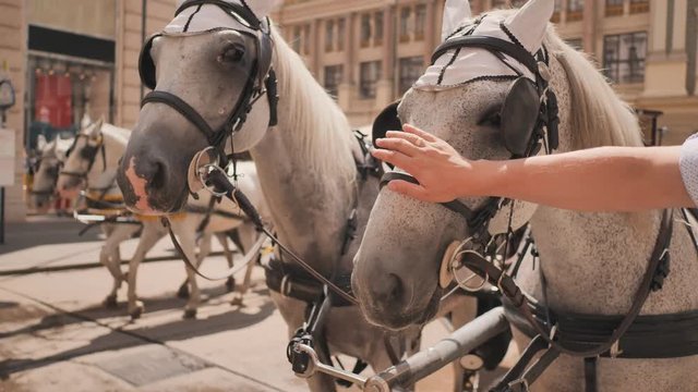 Vienna, Austria - August 13, 2018: Horse-driven carriage at Hofburg palace in Vienna, Austria