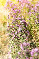 Obraz premium flowering wild plants in nature