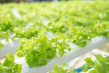 Growing vegetables without using soil or calling another type Hydroponic Vegetable Growing The concept of organic vegetables, food, health, agriculture, limited space