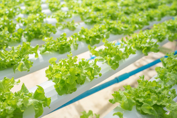 Plakat Growing vegetables without using soil or calling another type Hydroponic Vegetable Growing The concept of organic vegetables, food, health, agriculture, limited space