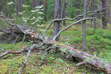 Large forest with old dry trees