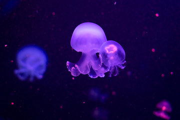 Naklejka na ściany i meble Closeup of Jellyfish, in pink neon light