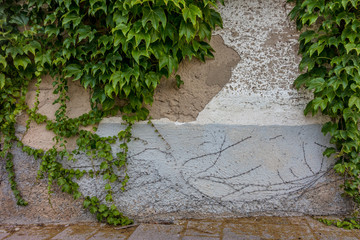 Wilder Wein rankt Hauswand empor