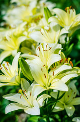 white lily flower garden