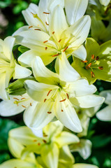 Fototapeta na wymiar white lily flower garden