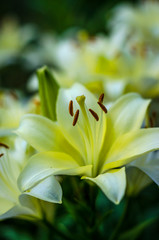 white lily flower garden